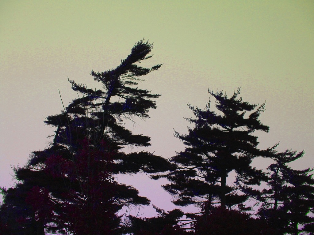Pine tree silhouettes at sunset