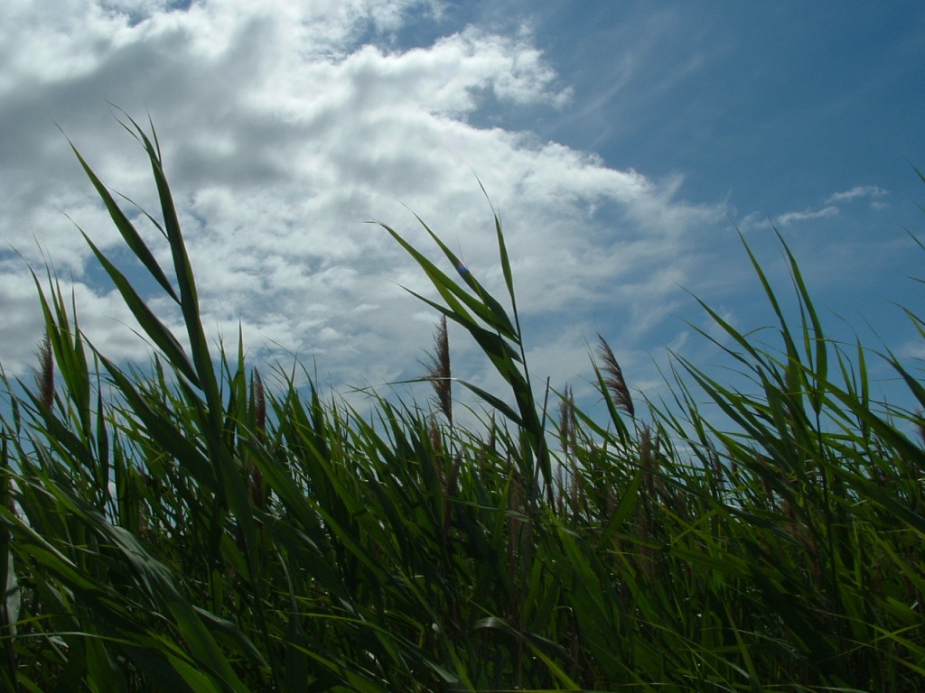 Tall grass, cloud and blue sky