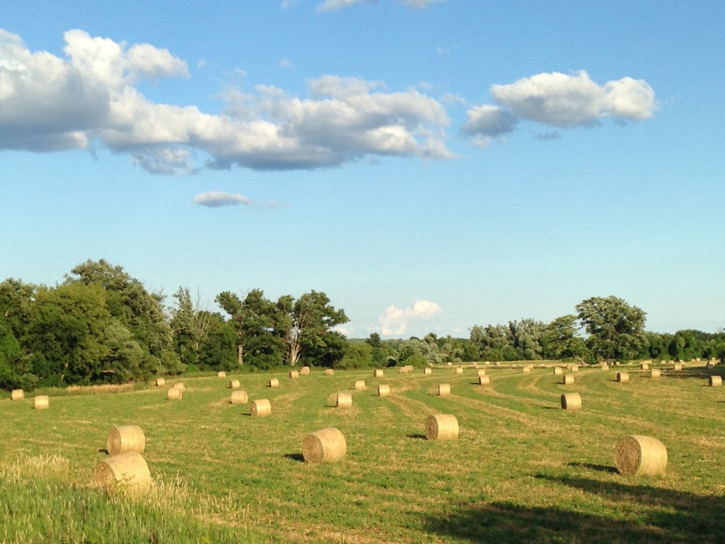 Hay rolls in field under blue sky