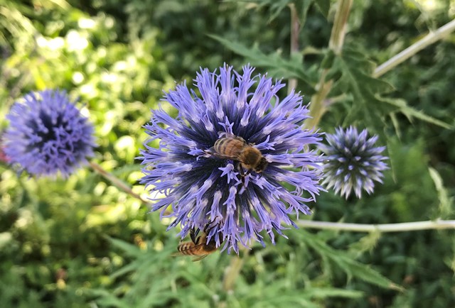 deux abeilles sur une fleur